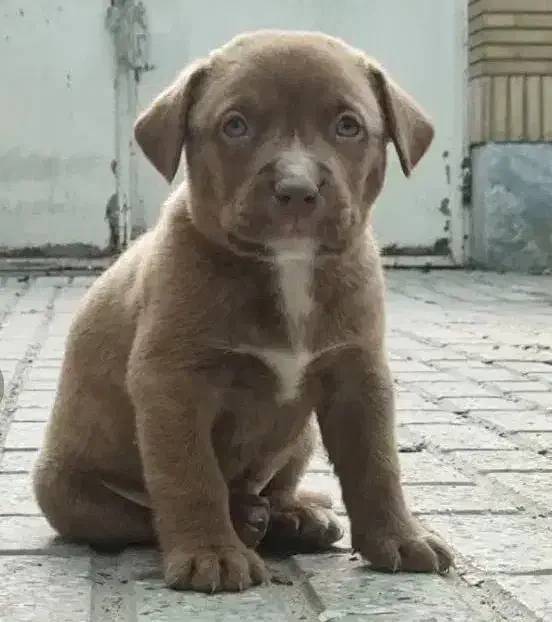 پیتبول تریر نر اصیل۶۰ روزه|سگ|مشهد, شهید رضوی|دیوار