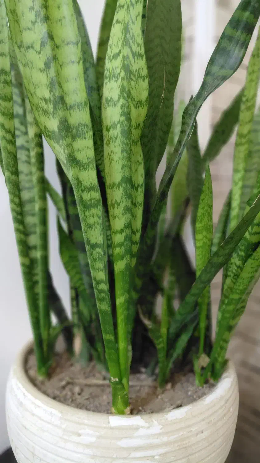 گل شمشیری|گل و گیاه طبیعی|رشت, نخودچر|دیوار