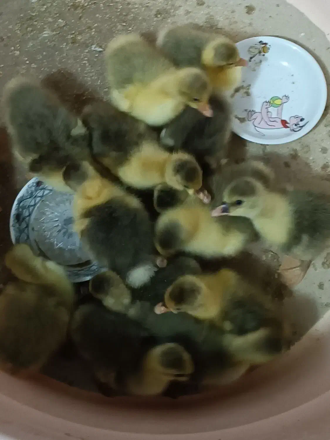 جوجه غاز محلی|حیوانات مزرعه|آمل, |دیوار