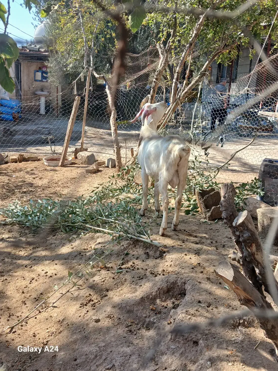 نر بز سانن|حیوانات مزرعه|گیلوان, |دیوار