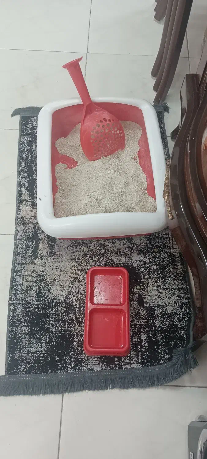 واگذاری گربه با وسایل|گربه|تبریز, |دیوار