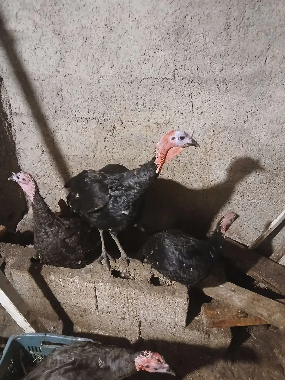 بوقلمون|حیوانات مزرعه|رضوانشهر, |دیوار