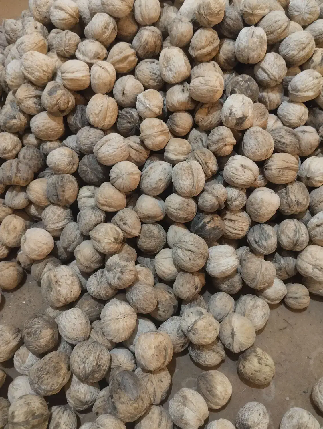 گردو|حراج|ایذه, |دیوار