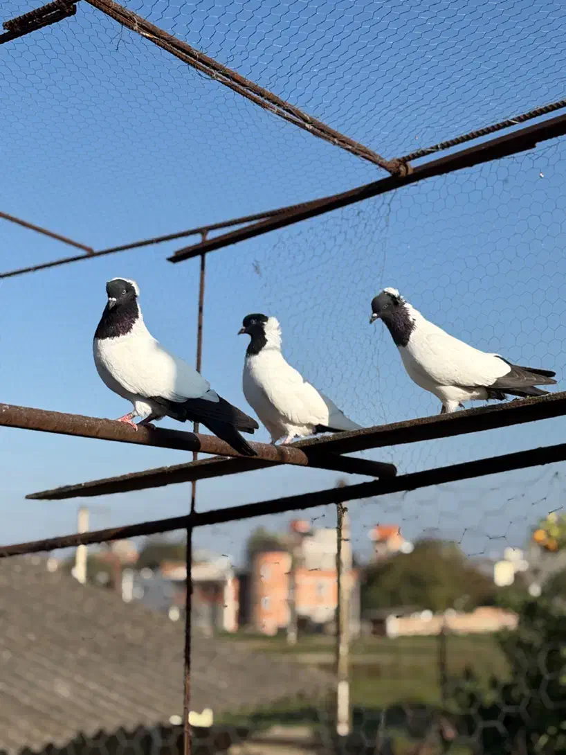 کبوتر راهب المانی|پرنده|گلوگاه, |دیوار