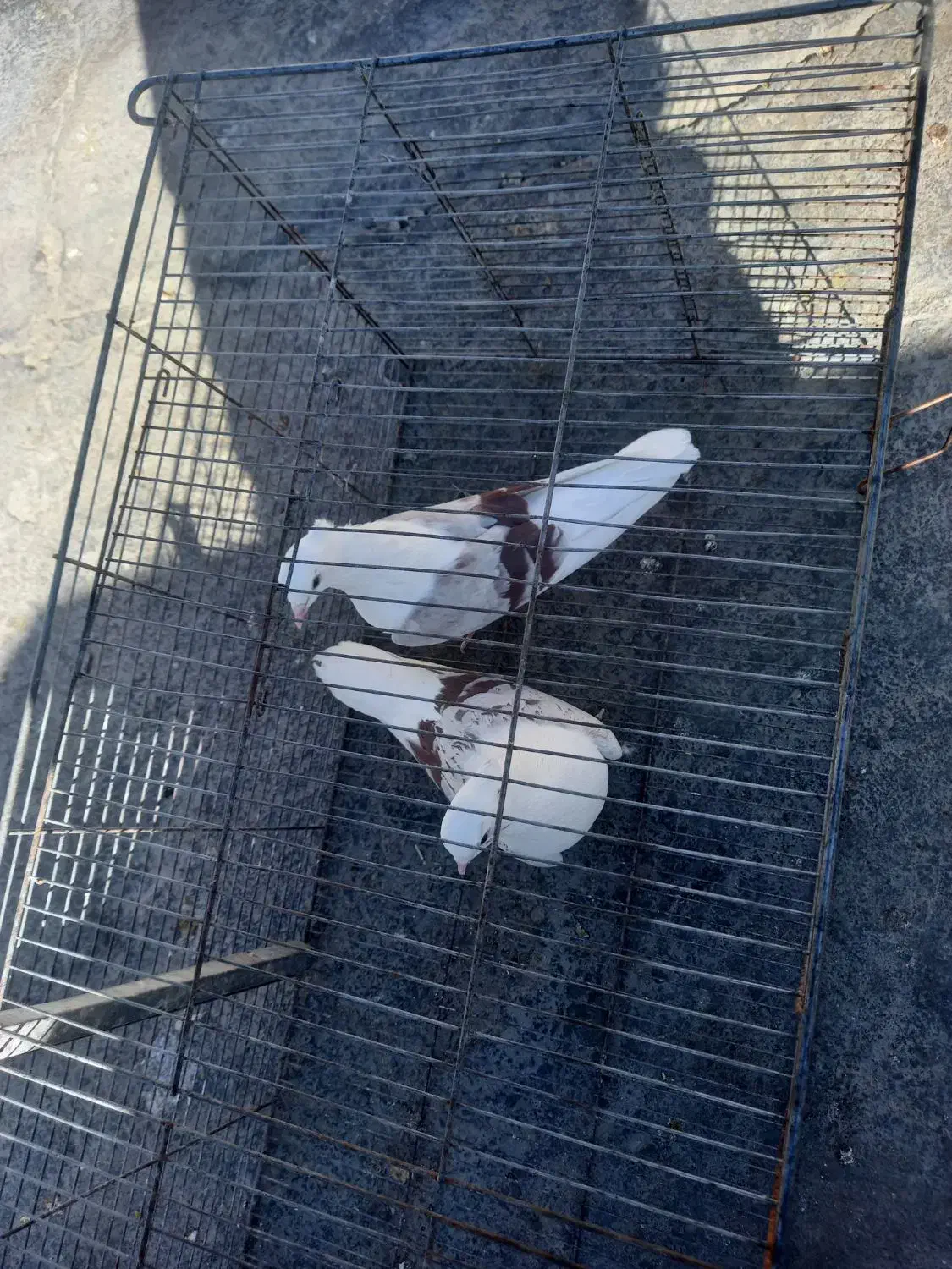 پلنگ نواتی|پرنده|شیروان (لرستان), |دیوار