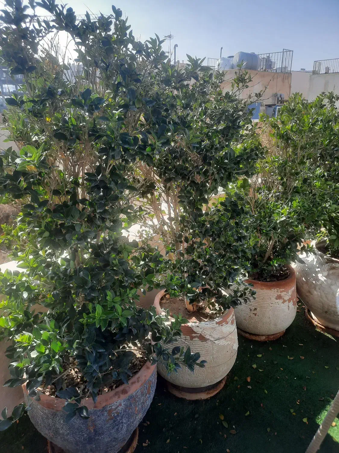 فروش ۷ عدد درخت یاس هلندی ۶ ساله با گلدان سفالی|گل و گیاه طبیعی|اصفهان, باغ زرشک|دیوار