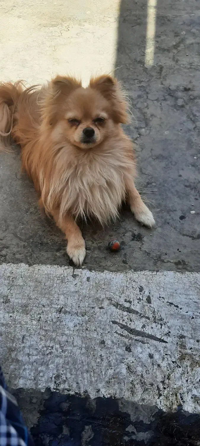 حیوان خانگی|سگ|کرج, شهرک سهرابیه|دیوار