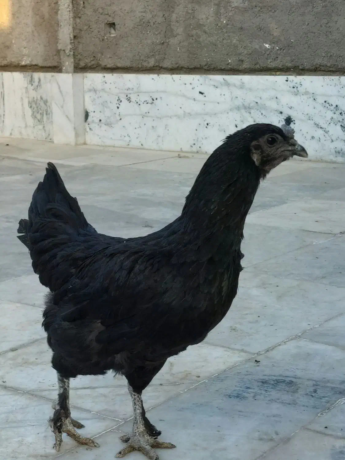 مرغ خانگی .گلین،ایام سمانی|حیوانات مزرعه|مشهد, امیر المومنین|دیوار