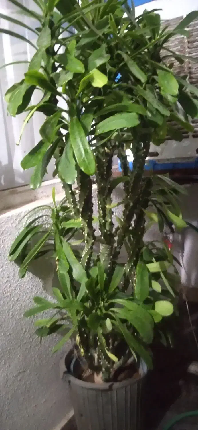 گل افیبوریا فیگلونا زیبا.وشاداب..|گل و گیاه طبیعی|هشتگرد, شهرک گلخانه|دیوار