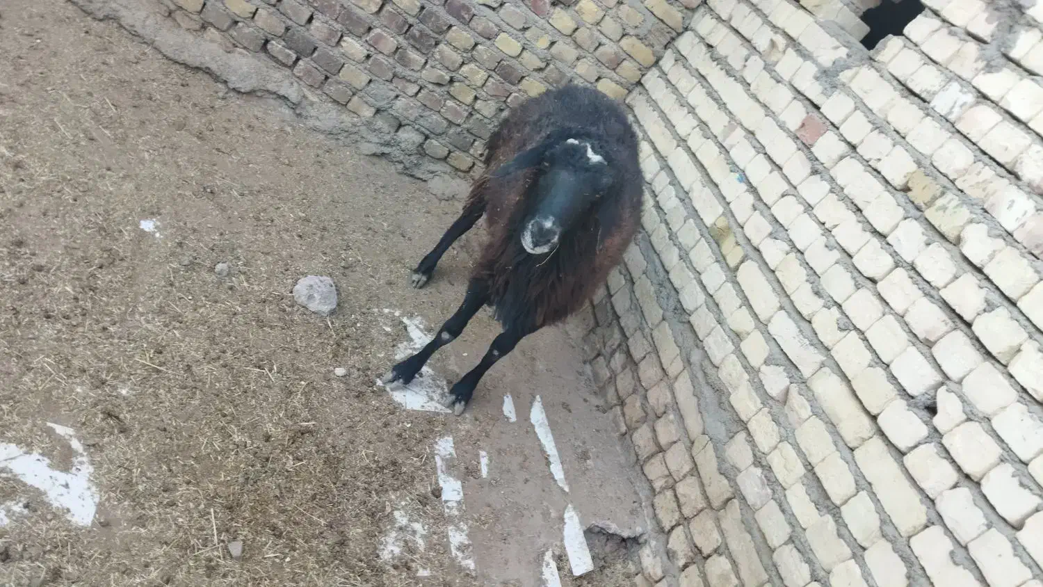 بره نر چاق گوشتی ۵۰ کیلو|حیوانات مزرعه|هشتگرد, شهرک صنعتی هشتگرد|دیوار