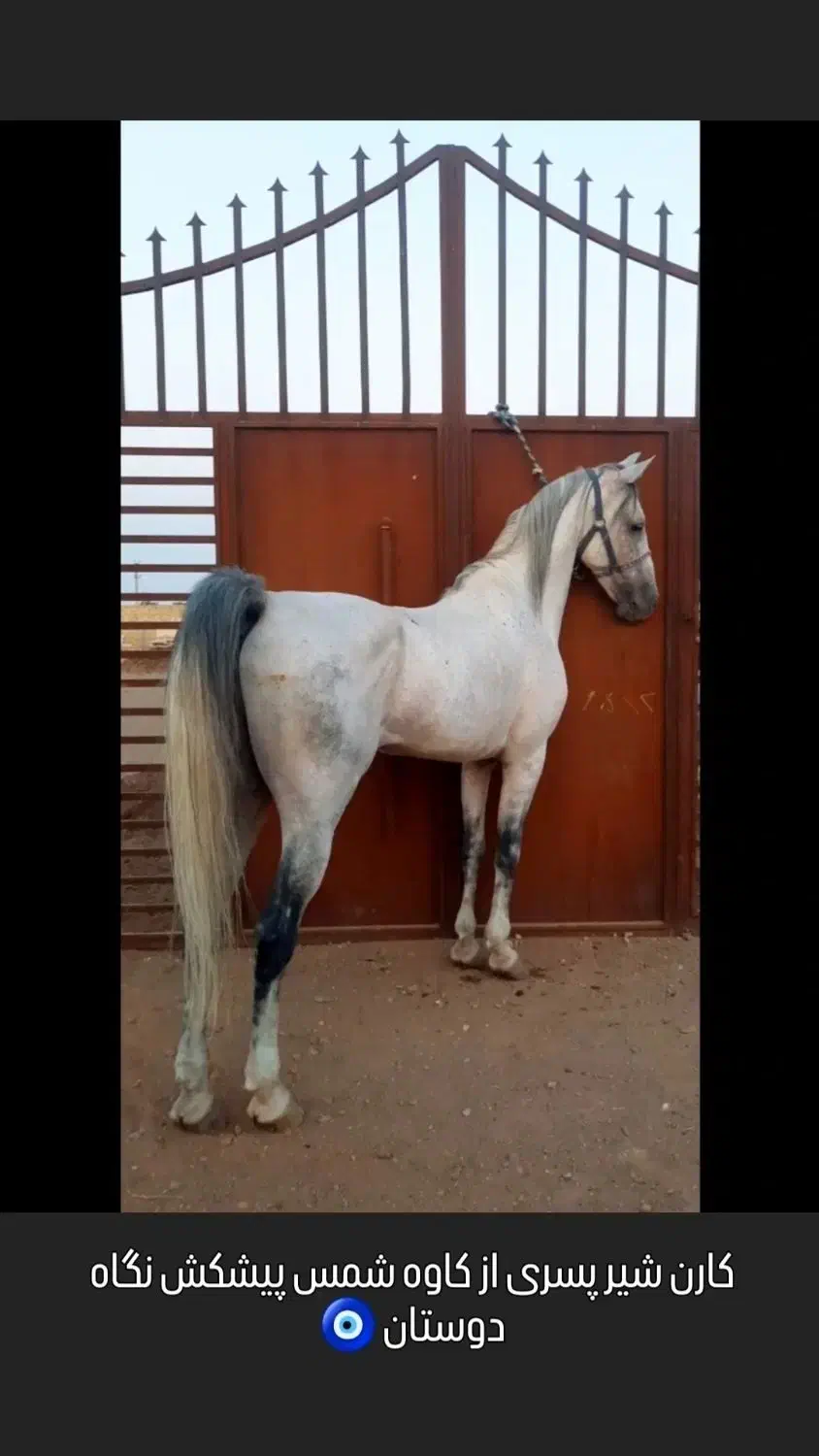 نریان|اسب و تجهیزات اسب‌سواری|مرزن‌آباد, |دیوار