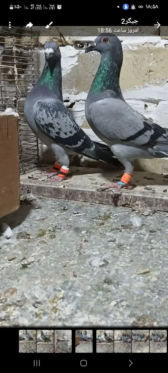 کفترای پلاکی پرنده|پرنده|زاویه, |دیوار