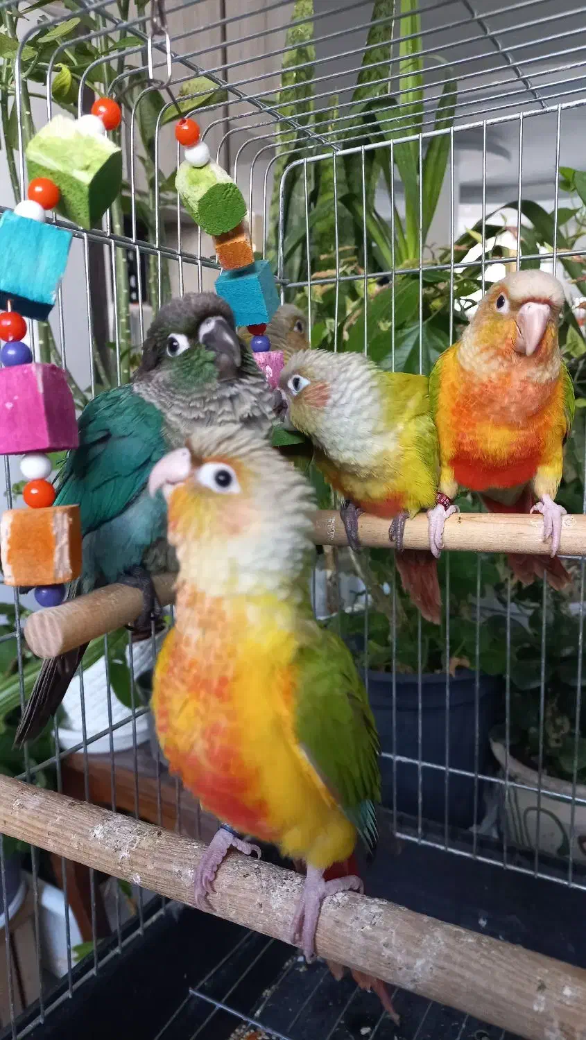 طوطی راهب و گرینچیک|پرنده|زنجان, |دیوار