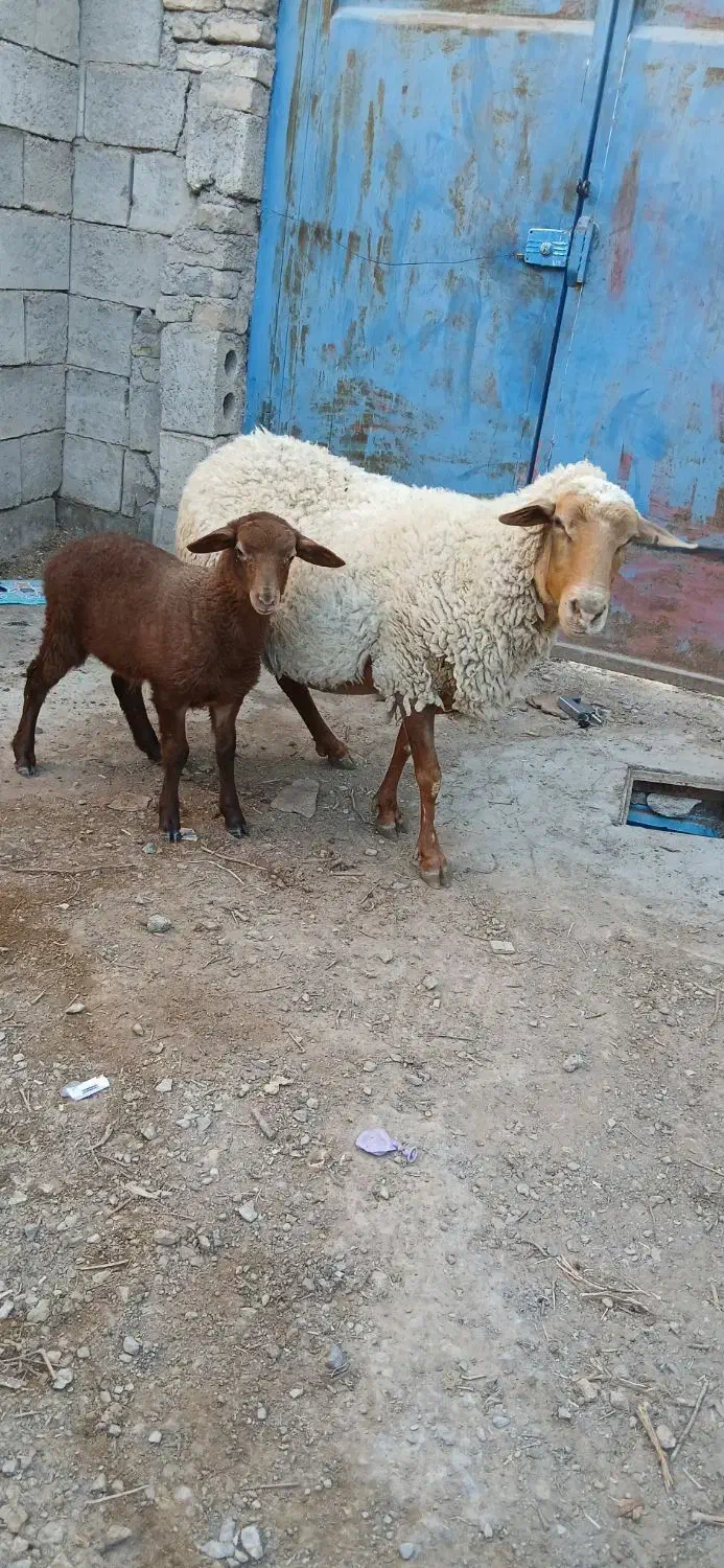 میش وبره|حیوانات مزرعه|تیران, |دیوار