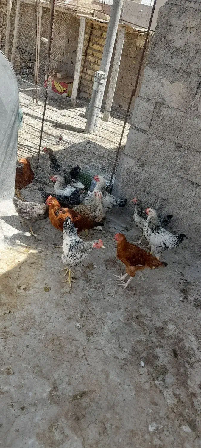 جوجه خروس|حیوانات مزرعه|شیراز, شریف‌آباد|دیوار