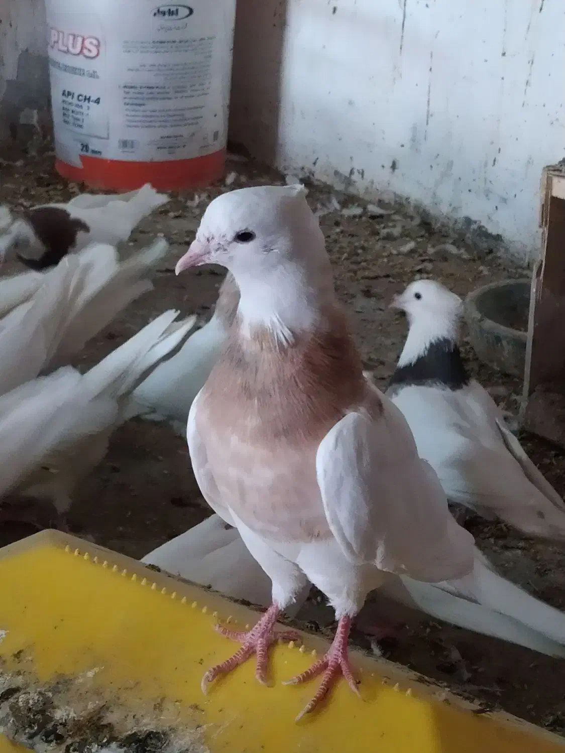 کود کبوتر|گل و گیاه طبیعی|کرمانشاه, |دیوار