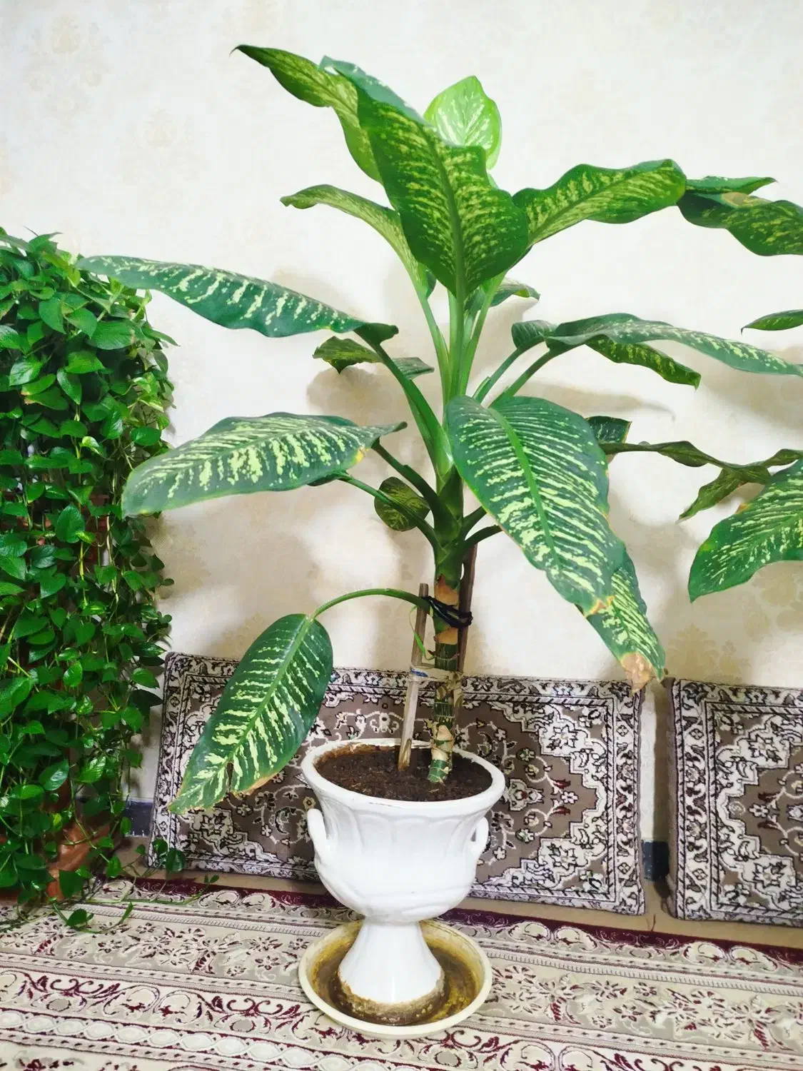 دو گل دیفن باخیا|گل و گیاه طبیعی|نیشابور, ده حلاج|دیوار