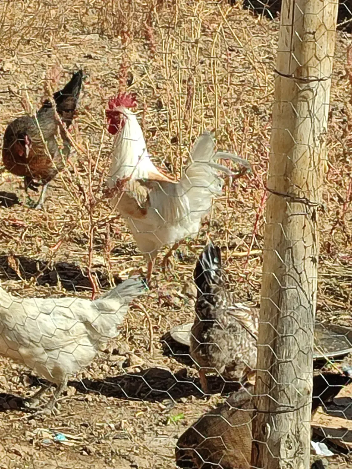 مرغ محلی سالم خوب با بهترین قیمت|حیوانات مزرعه|پاتاوه, |دیوار