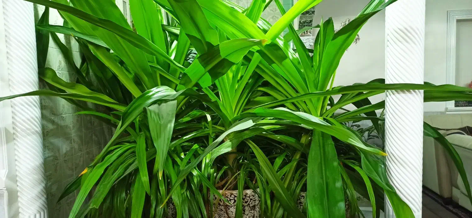 گل با گلدان|گل و گیاه طبیعی|یزد, |دیوار