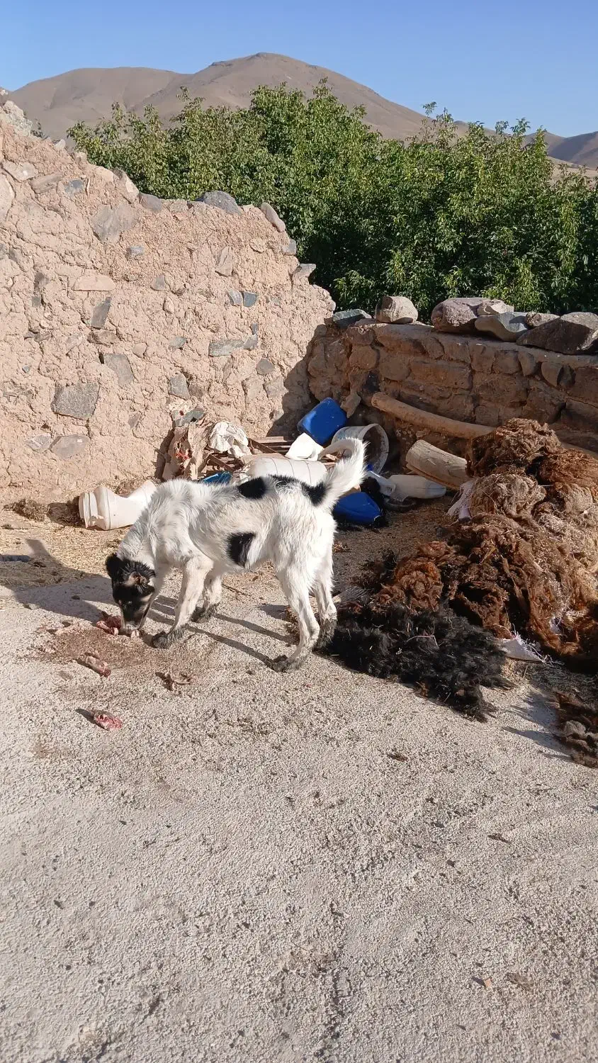 تولهسگ|سگ|زنجان, |دیوار