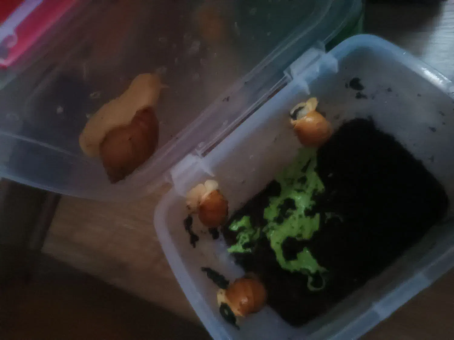 حلزون کوچک درمانی|خزنده|اصفهان, پینارت|دیوار