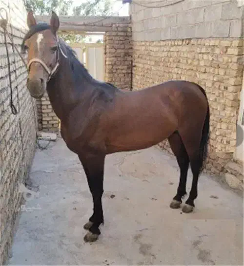 اسب باری سقز بانه آرمرده|اسب و تجهیزات اسب‌سواری|سقز, |دیوار