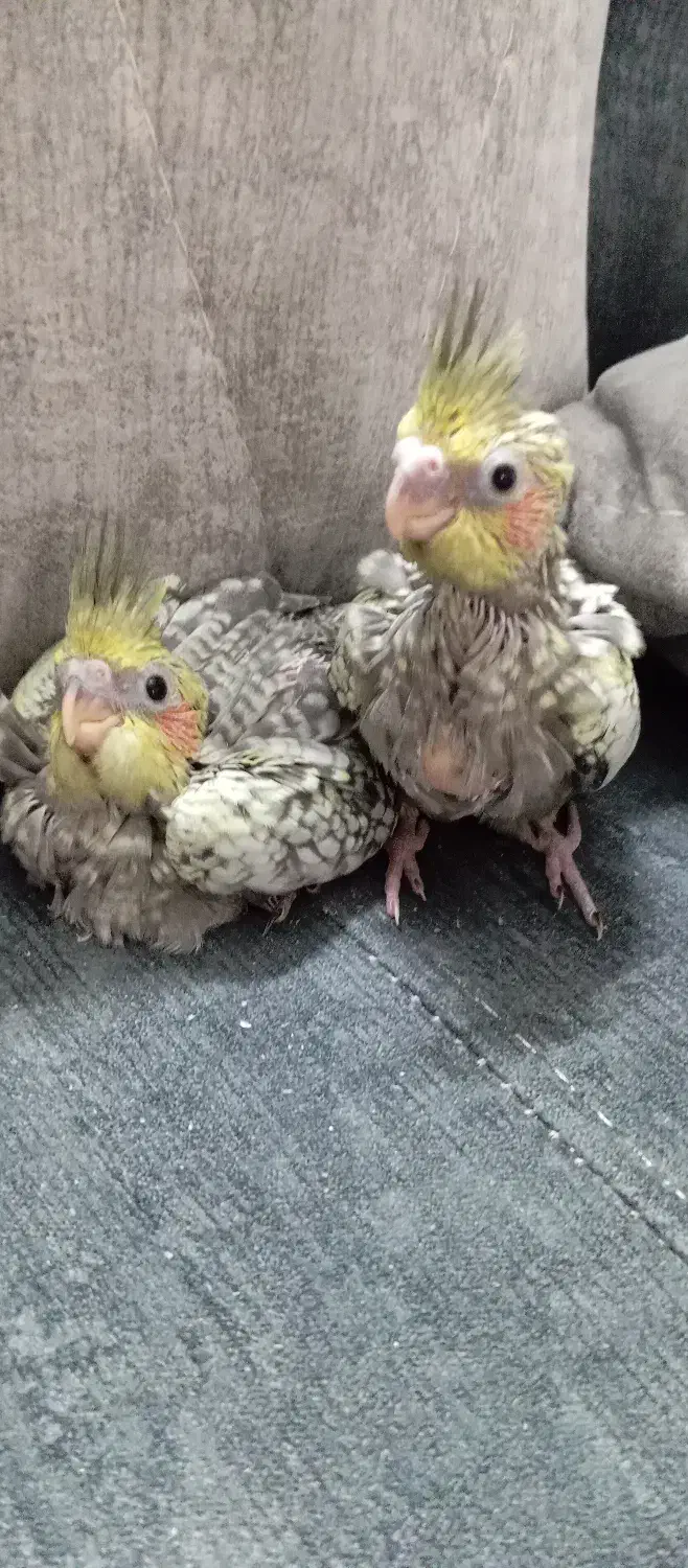 جوجه عروس هلندی|پرنده|ملارد, |دیوار