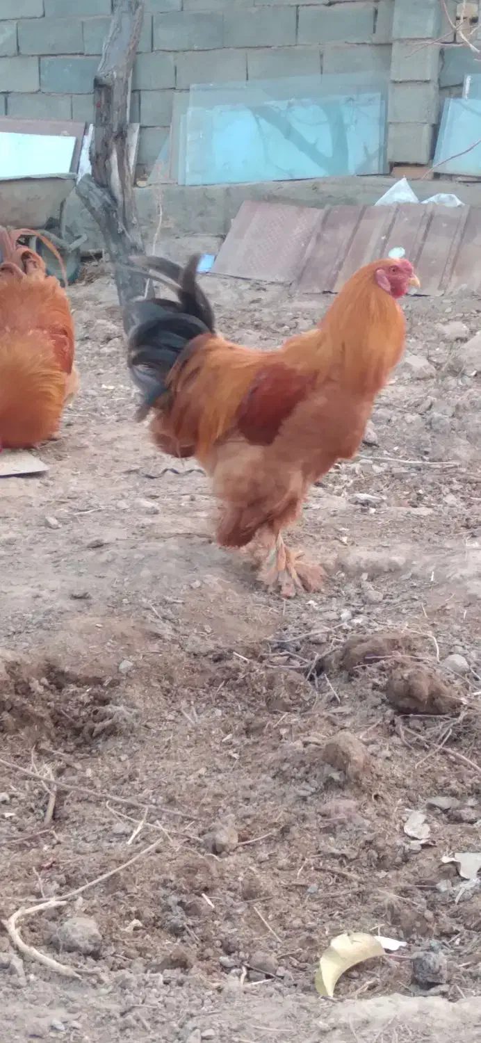 خروس برهما|حیوانات مزرعه|قیدار, |دیوار