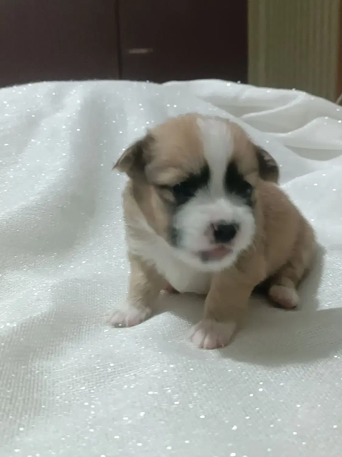 پامر اشپیتز|سگ|تهران, مینای شمالی (مخبر)|دیوار