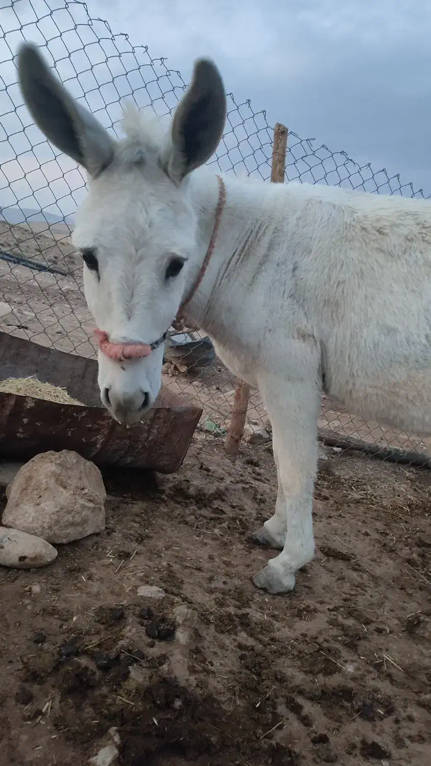 الاغ|حیوانات مزرعه|جزمان, |دیوار