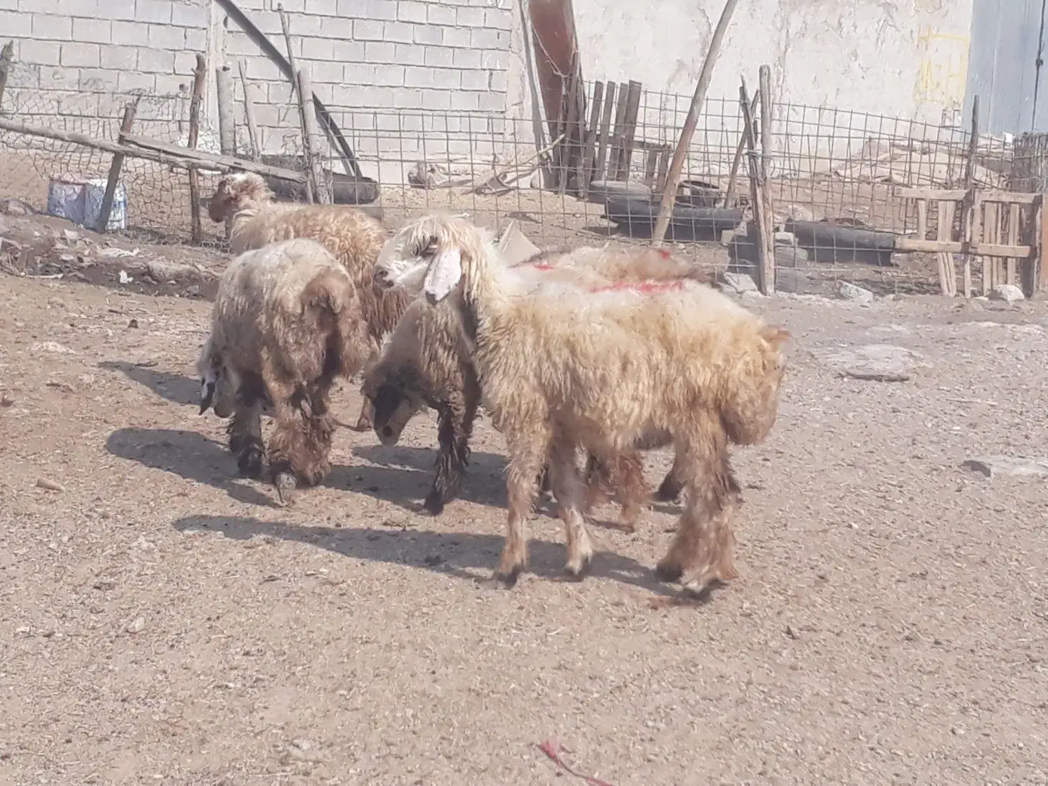 ۶ راس برندیل بختیاری درجه یک داشتی وقصابی|حیوانات مزرعه|بندر ماهشهر, |دیوار