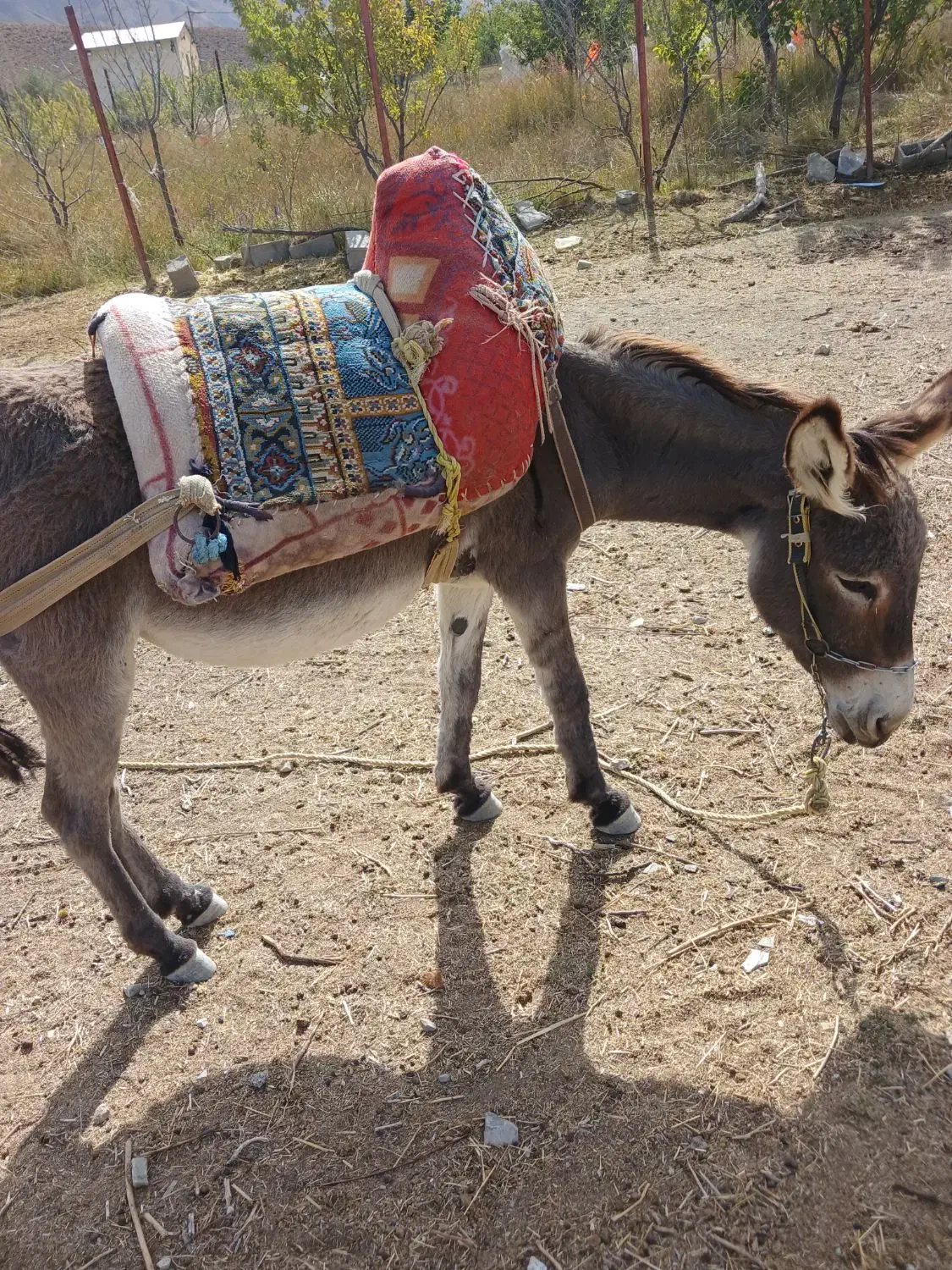 فروش خر ماده ونر|حیوانات مزرعه|بابل, |دیوار