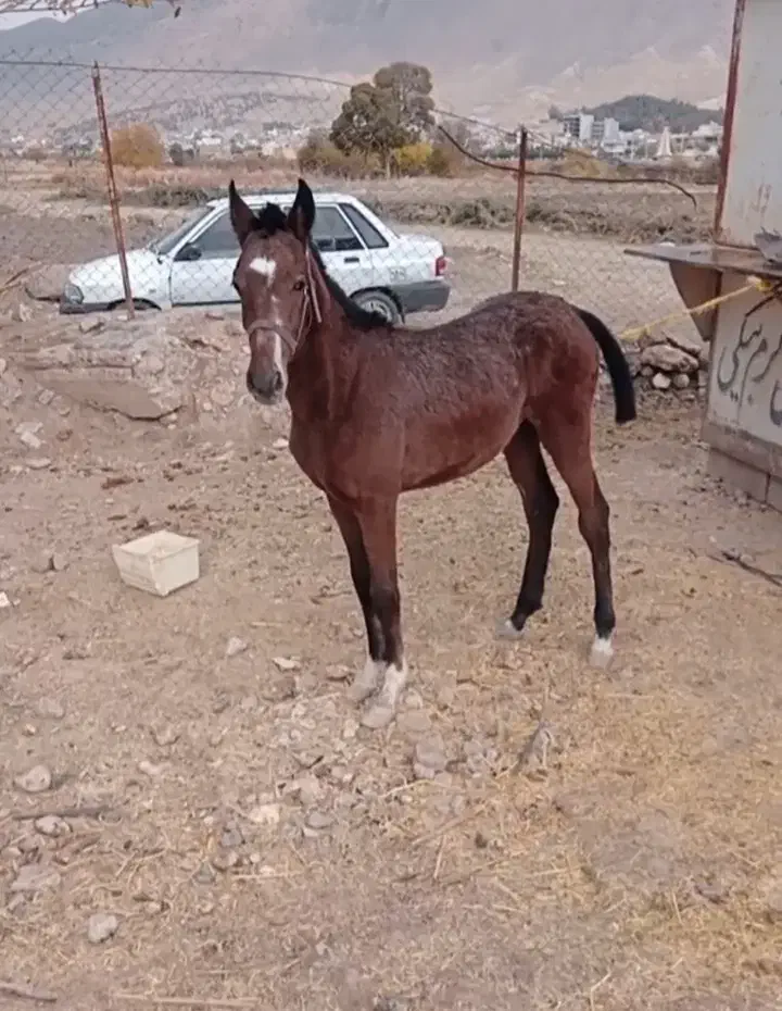 کره اسب نر|حیوانات مزرعه|سیروان, |دیوار