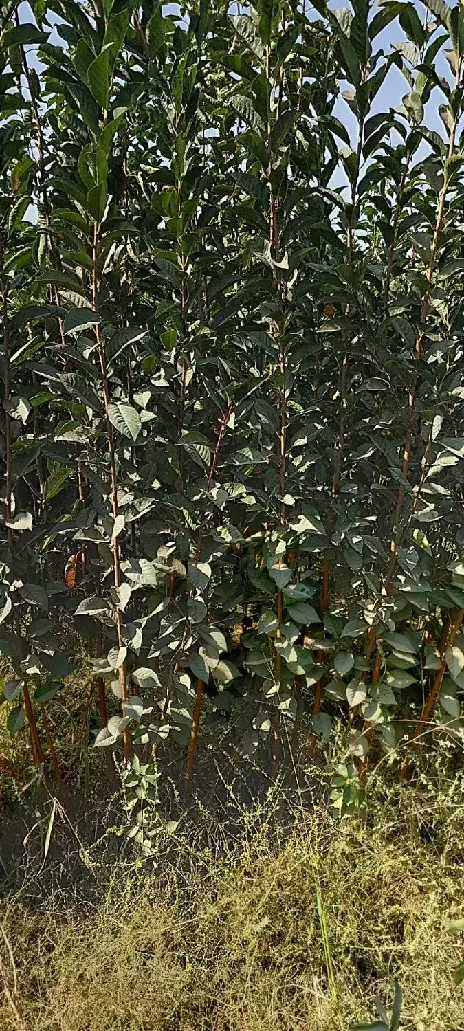 نهال چنارمشهد*مقاوم ترین چنارباشرایط آب وهوای مشهد|خدمات باغبانی و درختکاری|مشهد, نوید|دیوار