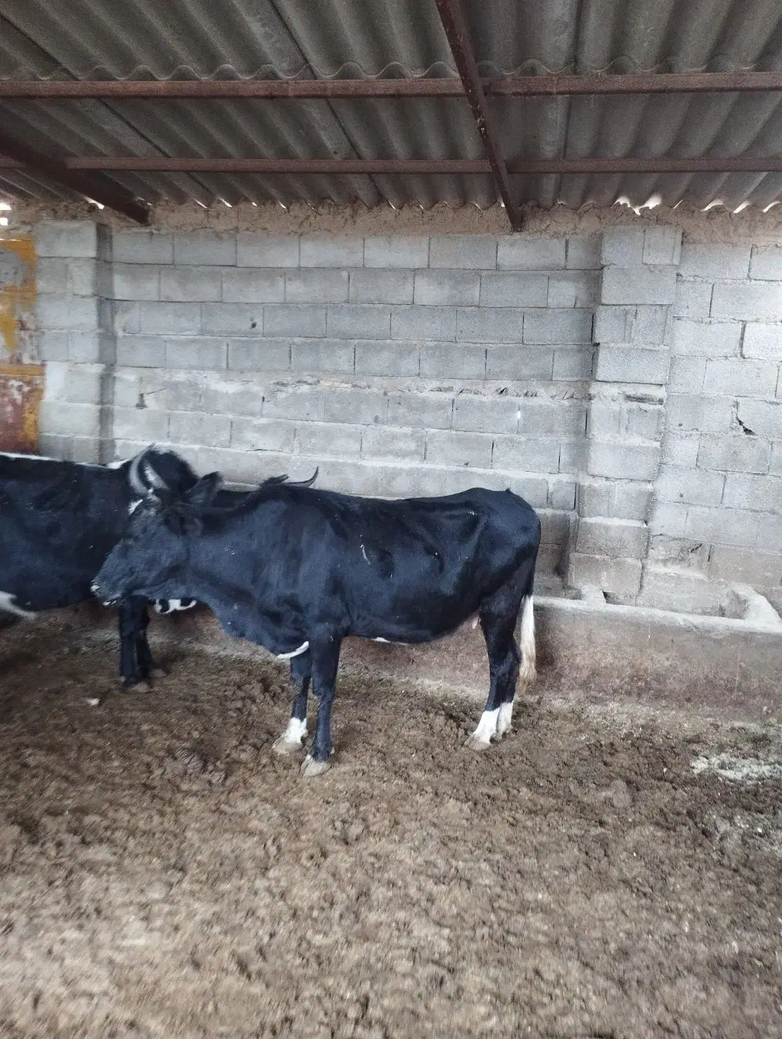 دوراس گاو دورگ محلی درجه یک|حیوانات مزرعه|فراغی, |دیوار