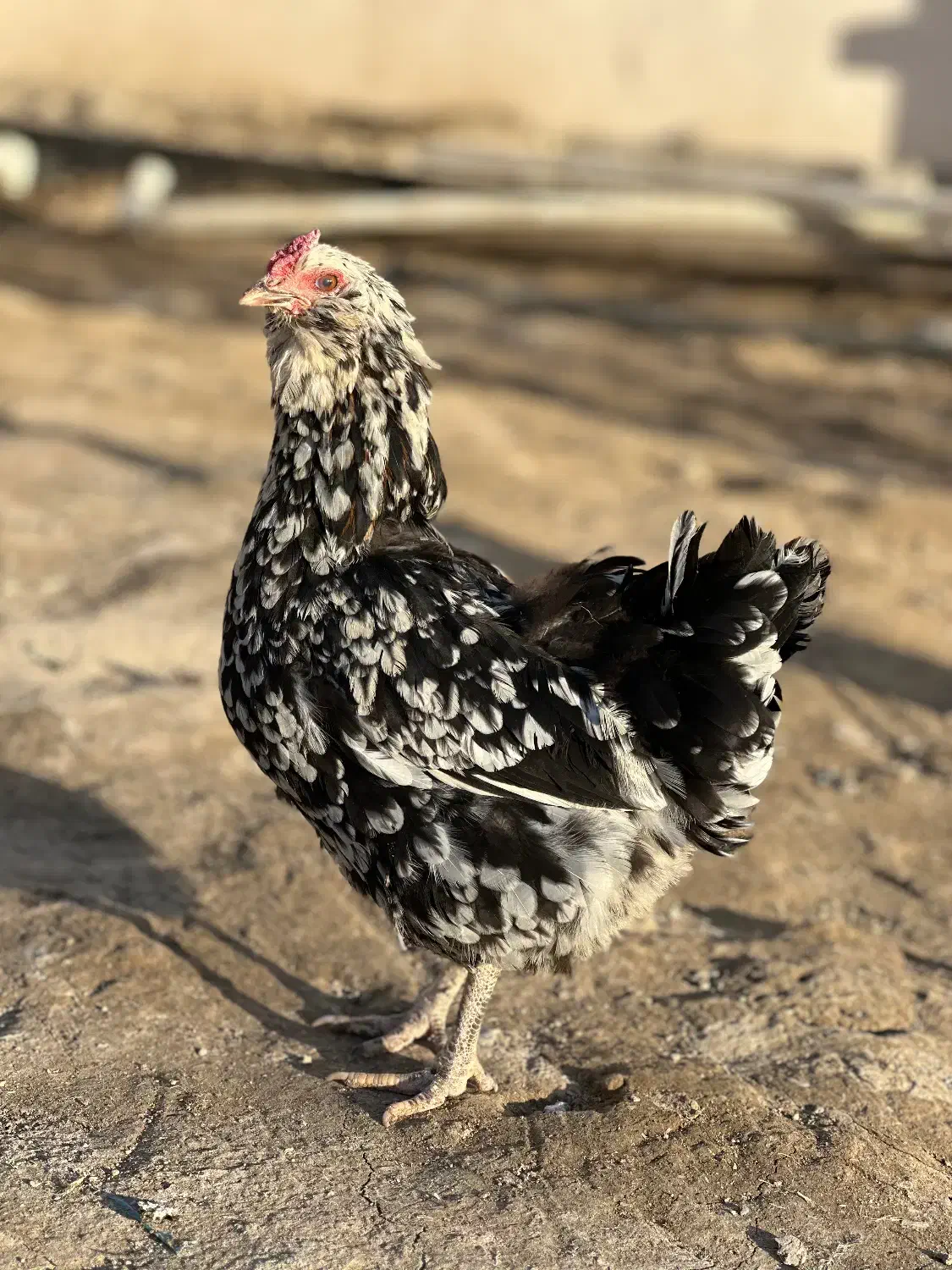 مرغ گلین|حیوانات مزرعه|نسیمشهر, |دیوار