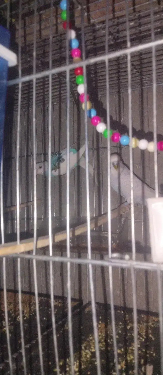 مرغ عشق|پرنده|ایرانشهر, |دیوار