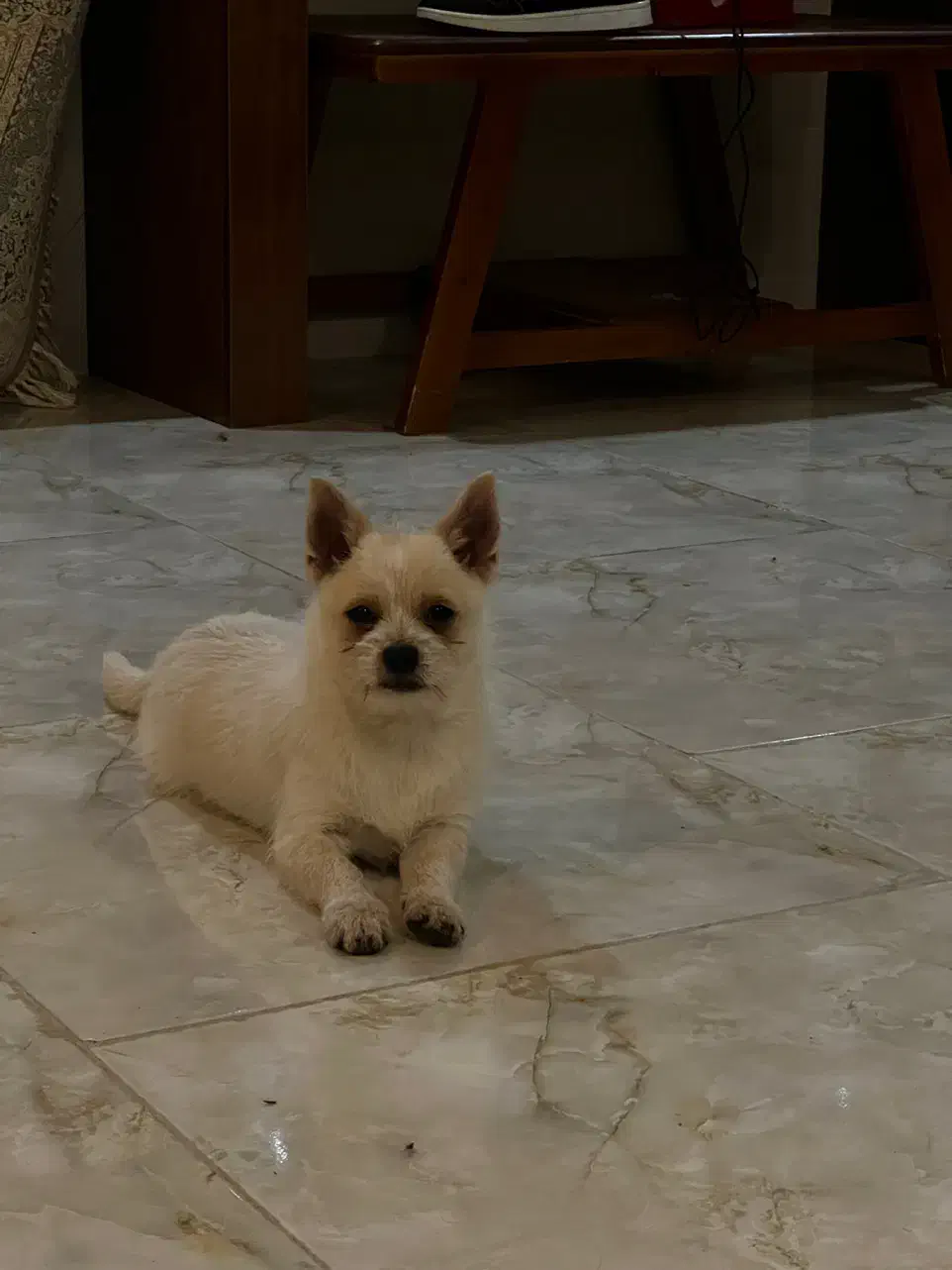 شیتزو ۳ ماهه و پامر ۳ ماهه|سگ|گرگان, |دیوار