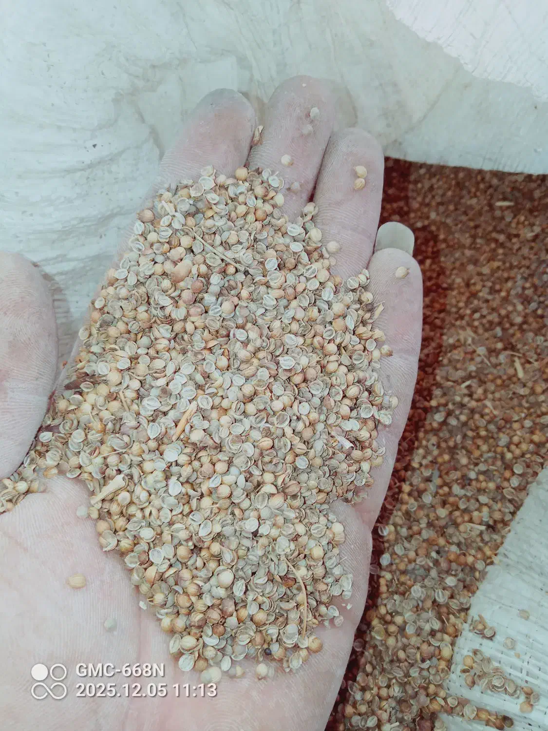 تخم گشنیز|خدمات باغبانی و درختکاری|گرگان, |دیوار