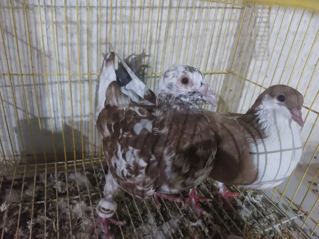 کبوتر فروشی|پرنده|سراوان, |دیوار