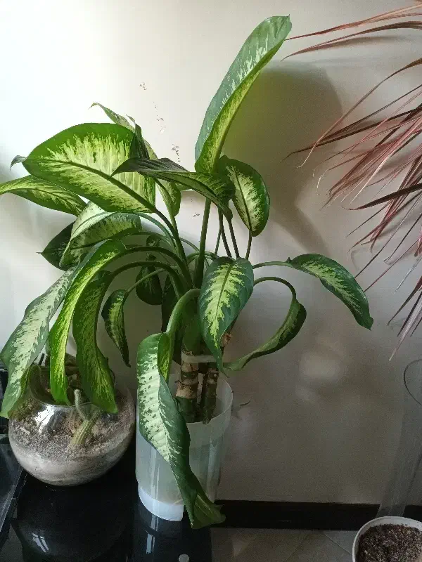 گل دیفن بافیا ۳تا|گل و گیاه طبیعی|تهران, شهرک شهید باقری|دیوار