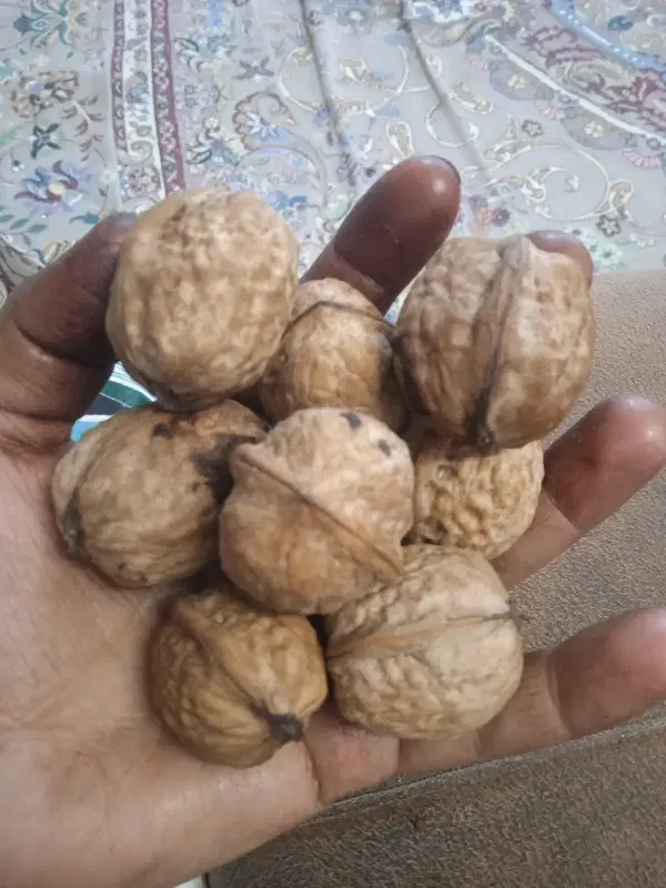 گردو|خوردنی و آشامیدنی|نیشابور, ابراهیمی|دیوار