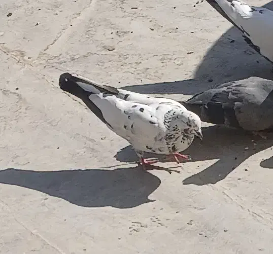 کبوتر گم شده|حیوانات|برخوار, |دیوار