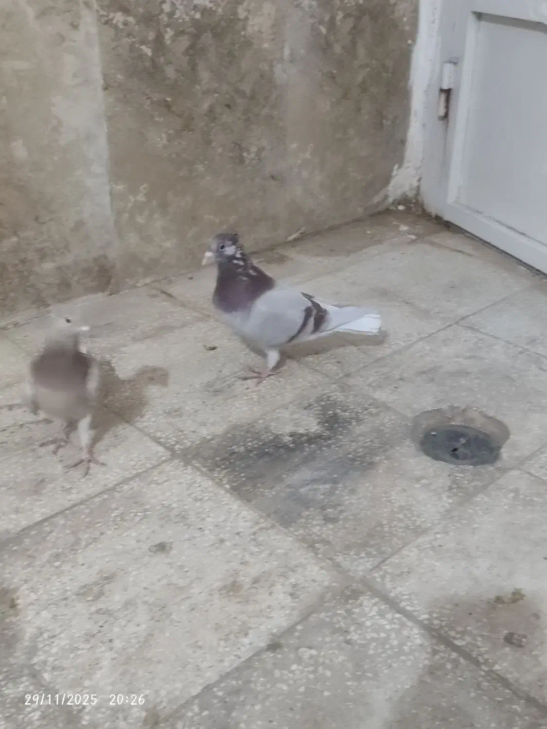 یه ابگل دم سفید|پرنده|سبزوار, باهنر|دیوار