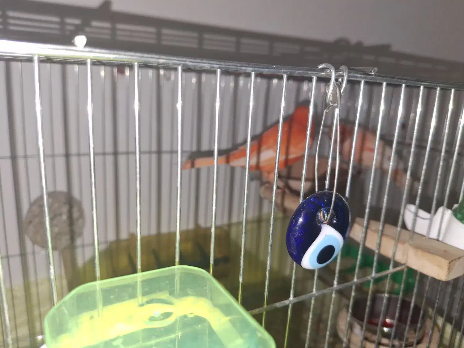 قناری رد فکتور|پرنده|اهواز, سپیدار|دیوار