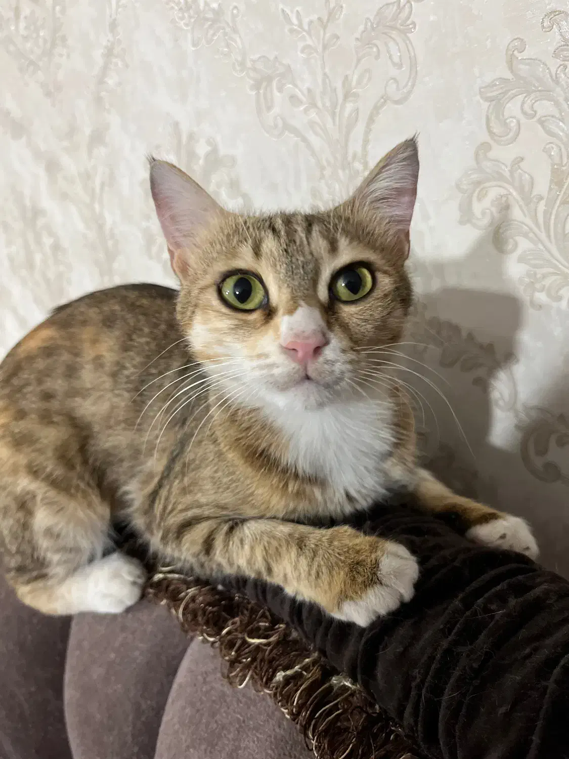 واگذاری گربه|گربه|خوی, |دیوار