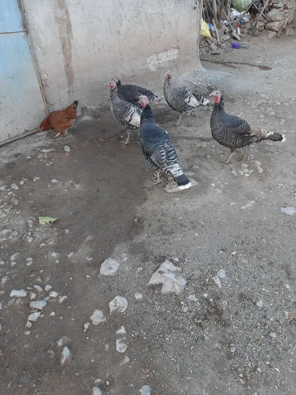 بوقلمون|حیوانات مزرعه|بیلوار, |دیوار