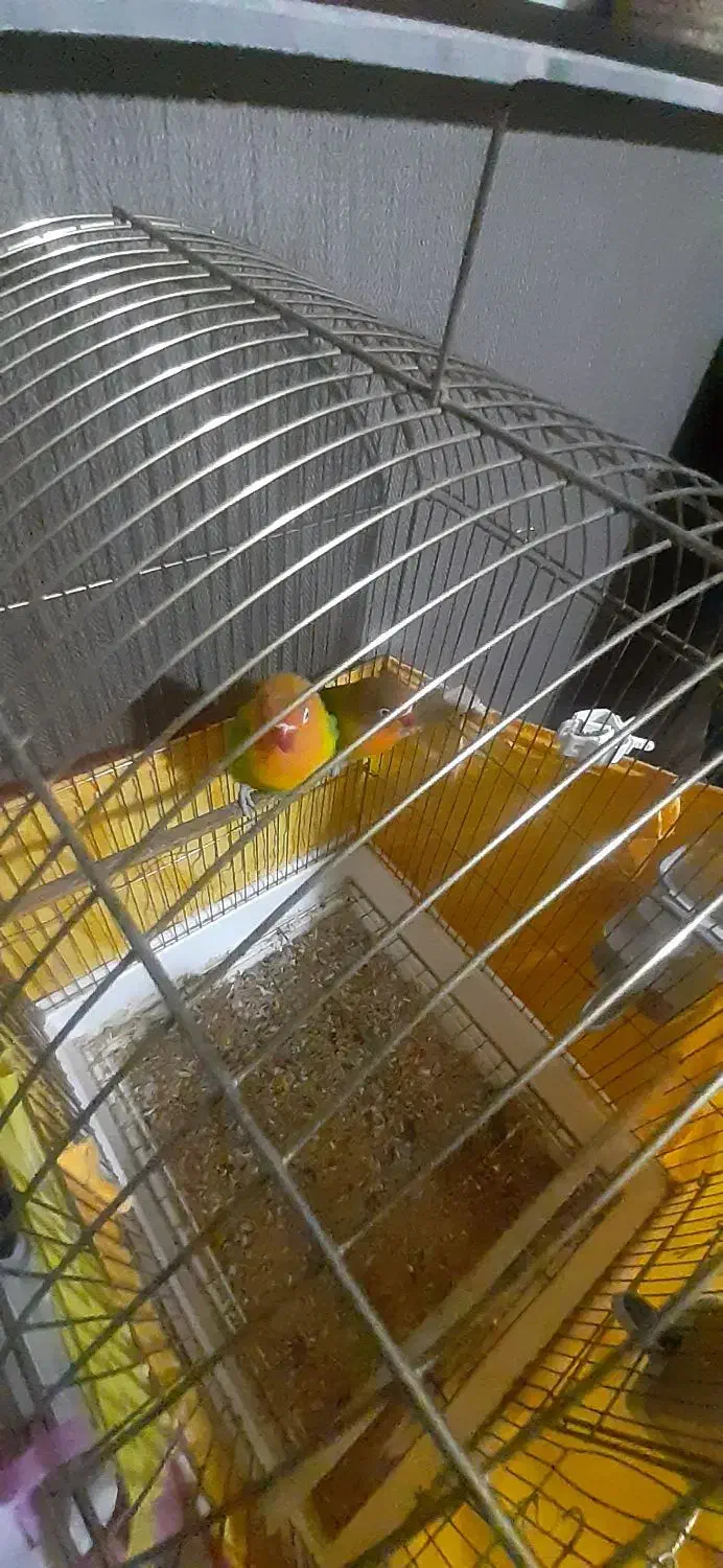 کوتوله برزیلی باهمه ی وسایل هاش|پرنده|ماهدشت, |دیوار