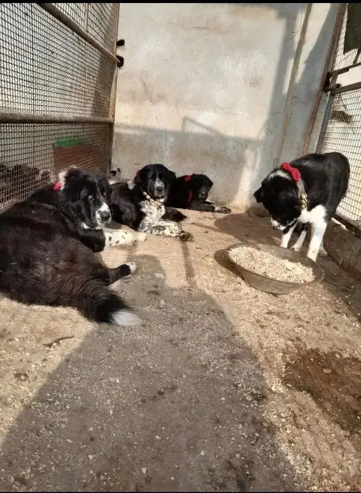 واگذاری یک قلاده سگ نر همچی تموم|سگ|خرم‌آباد, |دیوار