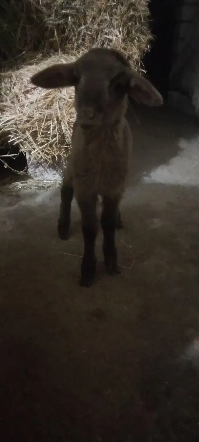 بره نر شیری|حیوانات مزرعه|آستارا, |دیوار